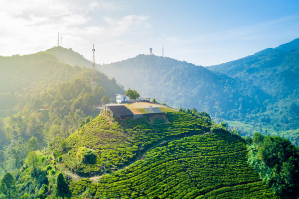 Tea Tourism in Indonesia: Must-Visit Plantations for Tea Lovers