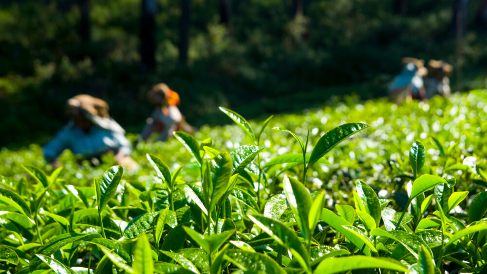 Para petani teh sedang bekerja di perkebunan, mencerminkan tradisi dan budaya teh yang kaya.